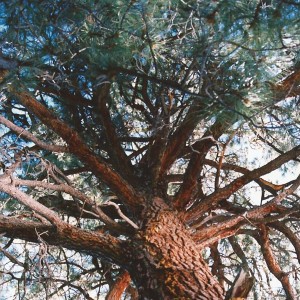 Lawrence-Tree-cropped